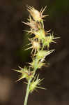 Coastal sandbur